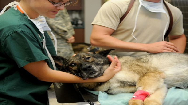 Tierarzt und Gesundheit